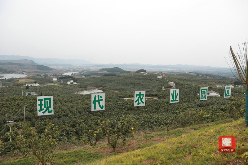 2021年12月26日 梓潼現(xiàn)代農(nóng)業(yè)產(chǎn)業(yè)園（記者 賴杰 攝）.JPG