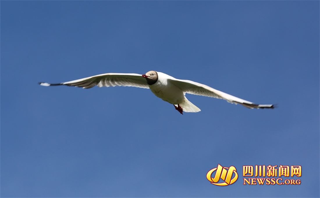 沙洲點點，水鳥翔集，探秘黃河九曲第一灣若爾蓋生態(tài)之變的“金鑰匙” (10).png