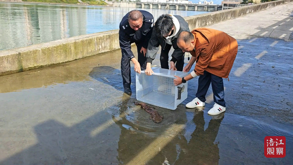 娃娃魚(yú)2_1.jpg