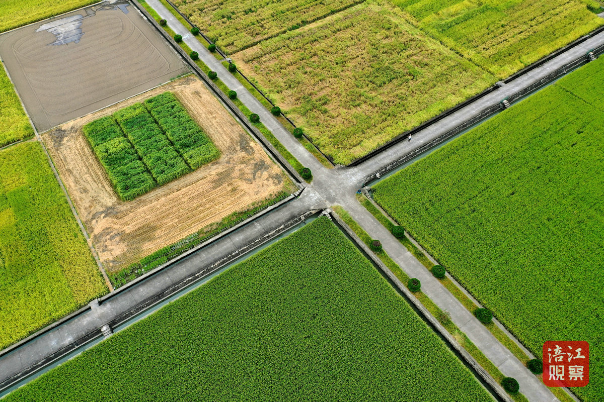 2024年8月30日，綿陽農(nóng)科院基地 周良斌1_1.jpg